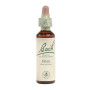 (24) Pine 20Ml. Bach