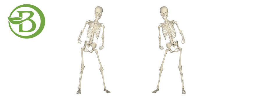 Sistema Oseo y Articular