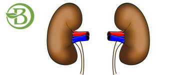 Sistema Renal