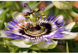 Pasiflora: Propiedades, usos y beneficios