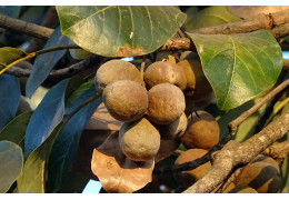 ¿Qué es la Triphala y cuáles son sus beneficios?