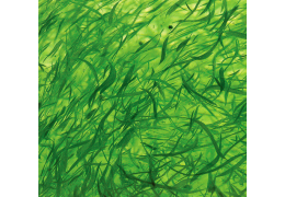 Alga Klamath: un superalimento para todos los públicos