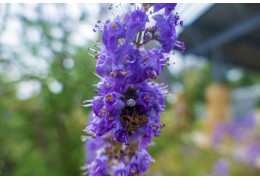 Propiedades del Vitex Agnus Castus